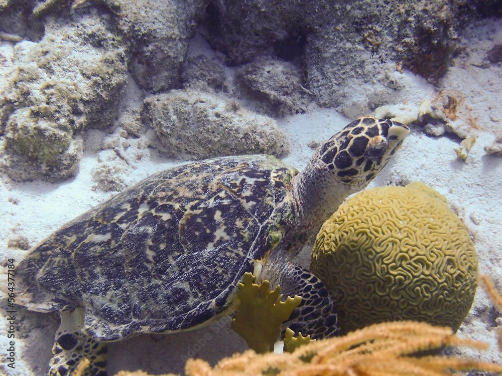 Fototapeta premium green sea turtle