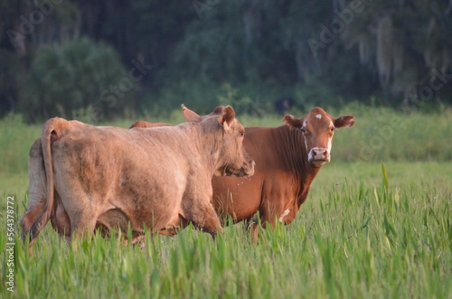 cows in the field