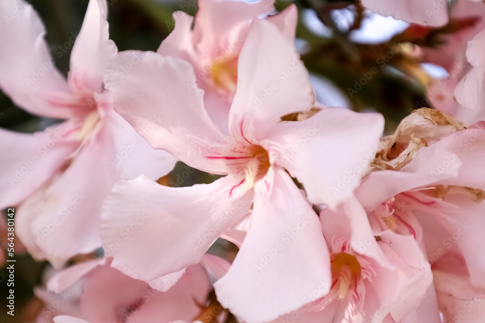 Beautiful pink flowers blooming outdoors, closeup