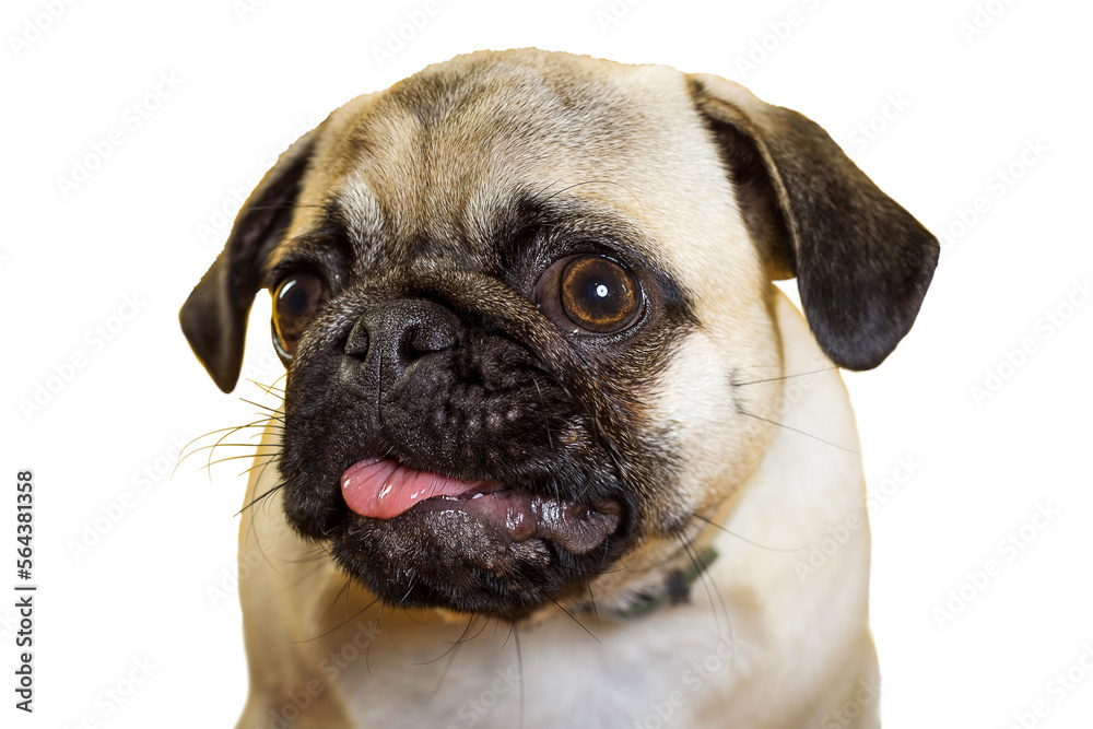 PNG. dog pug. little dog. dog's head. dog muzzle with pink tongue