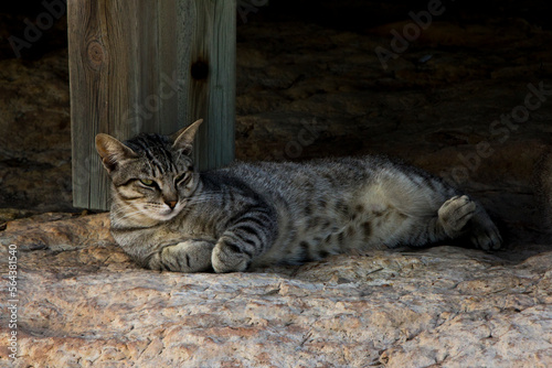 A striped cat laying down on a rock