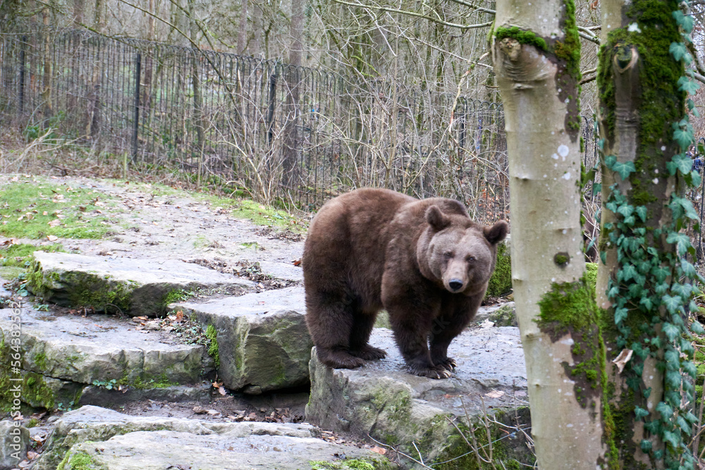 close up of a brown bear in the forest