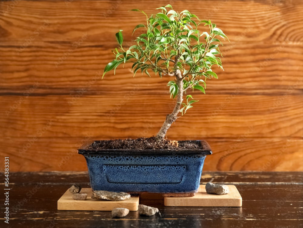 Bonsai tree with rocks on wooden background Stock Photo | Adobe Stock