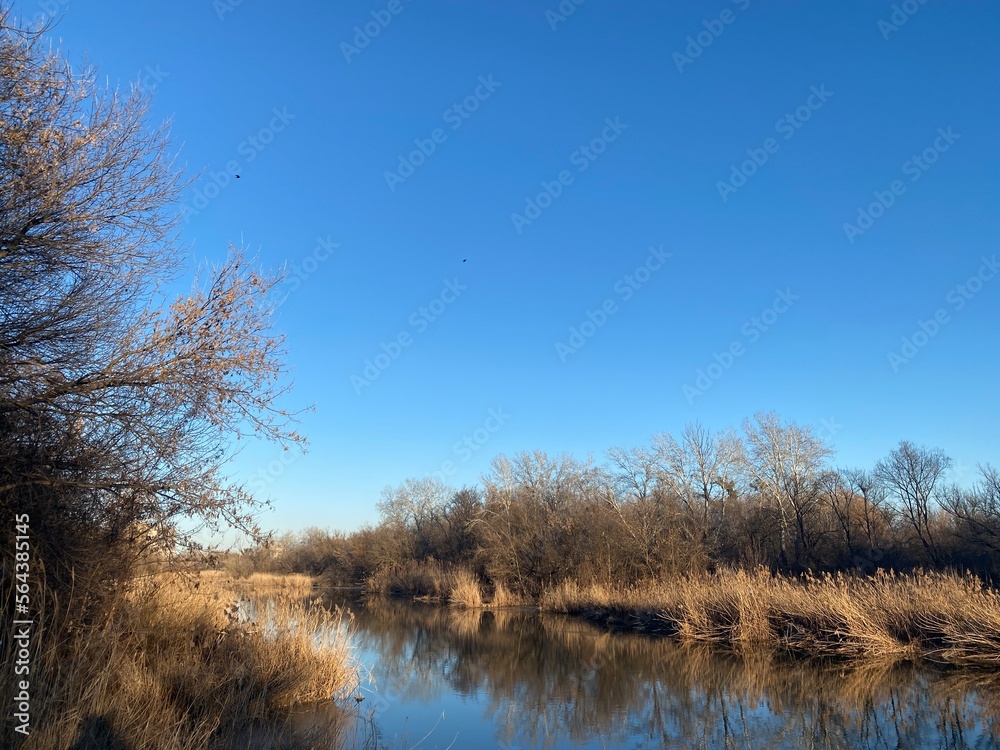 landscape with trees landscape with trees