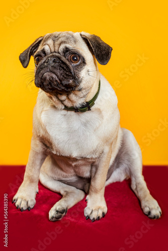 PNG. dog pug on a yellow background. little dog. dog's head. dog muzzle