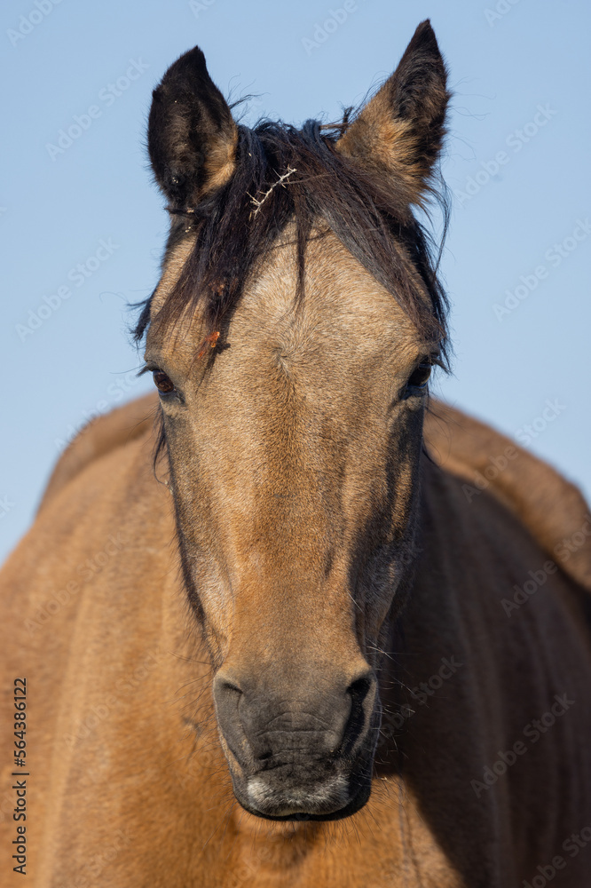Wild Horse in Autumn in the Wyoming Desert Wild Horse in Autumn in the Wyoming Desert