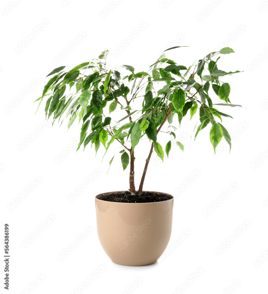 Ficus tree in pot on white background Ficus tree in pot on white background