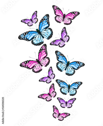 Flock of color monarch butterflies, isolated on the white