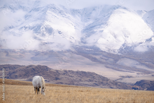 Beautiful white horse grazing on countryside autumn field searching for feed against of the high snow-capped Altai mountains