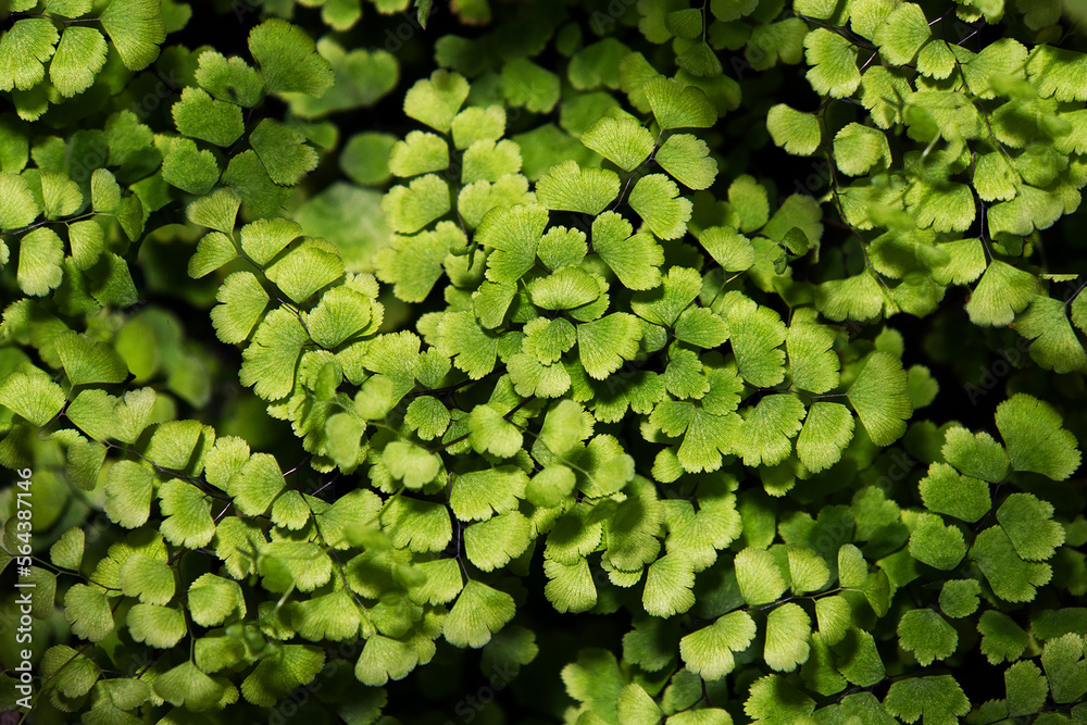Adianthum (Maidenhair fern) as a natural background Adianthum (Maidenhair fern) as a natural background