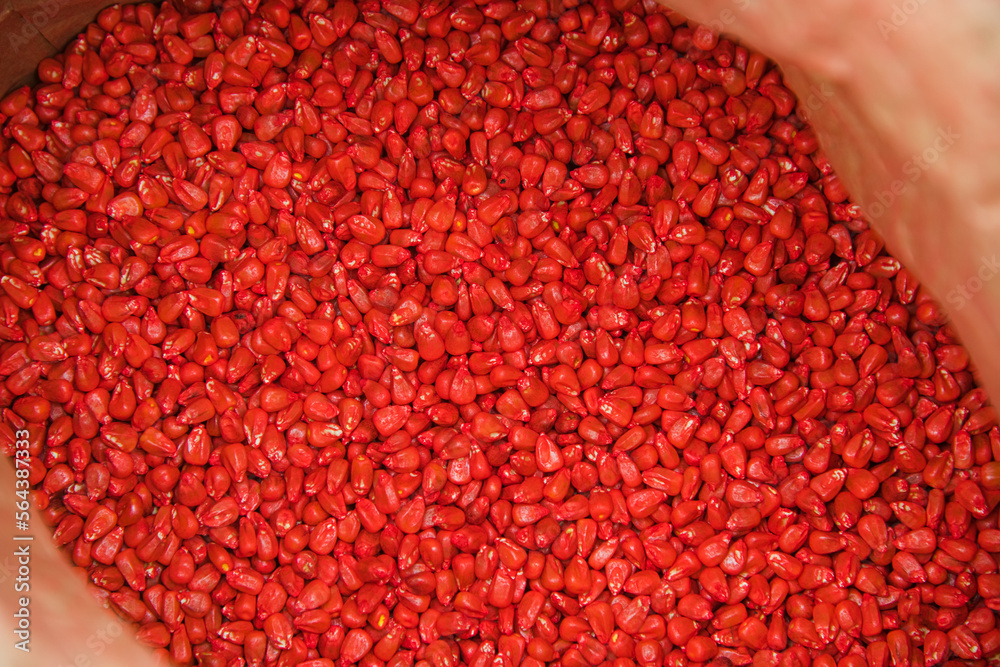 Corn seed chemically treated for seeding Corn seed chemically treated for seeding
