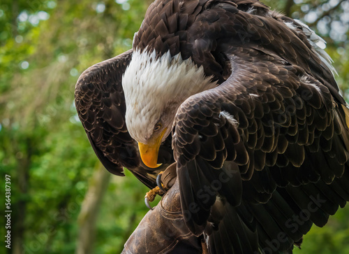 A bald eagle closeup in a falcrony in saarburg, copy space photo