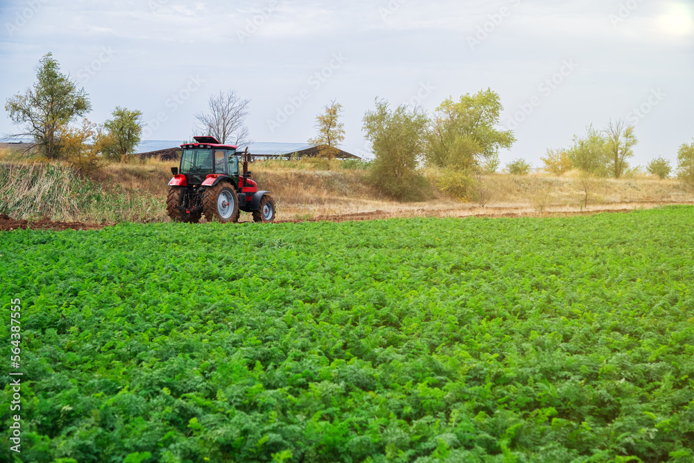 Red tractor rides along a green field with growing vegetables Red tractor rides along a green field with growing vegetables