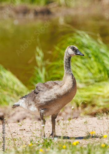 baby Canadian goose gosling on grass