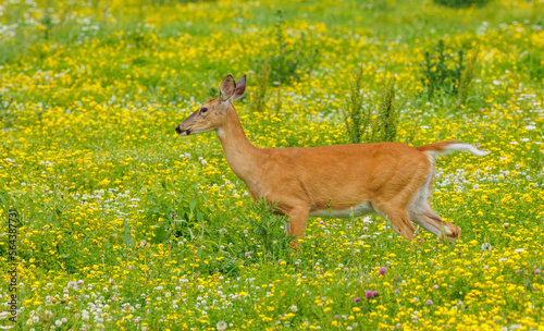 Tela Female doe white-tailed deer in wildflowers