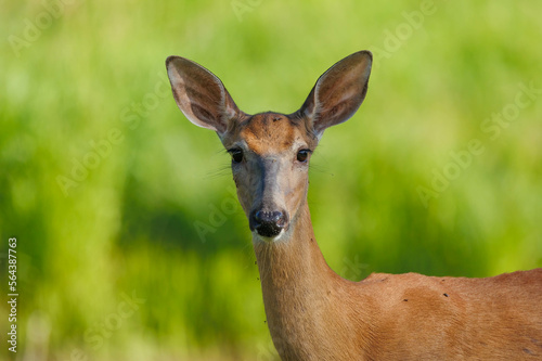 Female doe white-tailed deer in wildflowers  © Jen