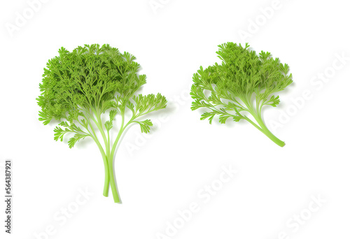 Parsley herb isolated on white background