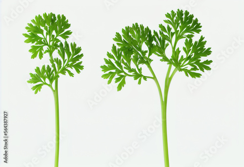 Parsley herb isolated on white background