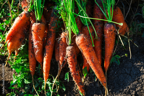Wallpaper Mural Carrots grow in the field Torontodigital.ca