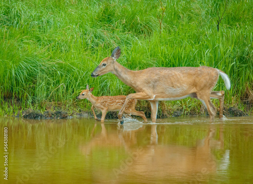 White tailed deer fawn and doe