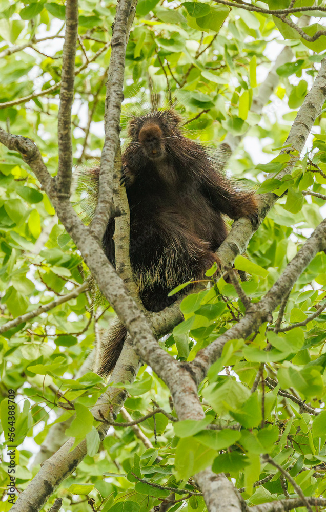 Fototapeta premium Porcupine in tree top branches 