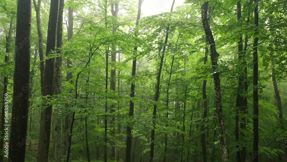 Sunny green beech tree forest. Spring season leaves. Tree crowns. Drone shot. Sunny green beech tree forest. Spring season leaves. Tree crowns. Drone shot.