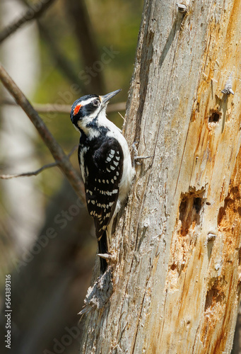 Hairy woodpecker on tree trunk 