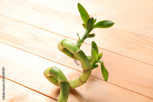 Lucky bamboo plant with gre...