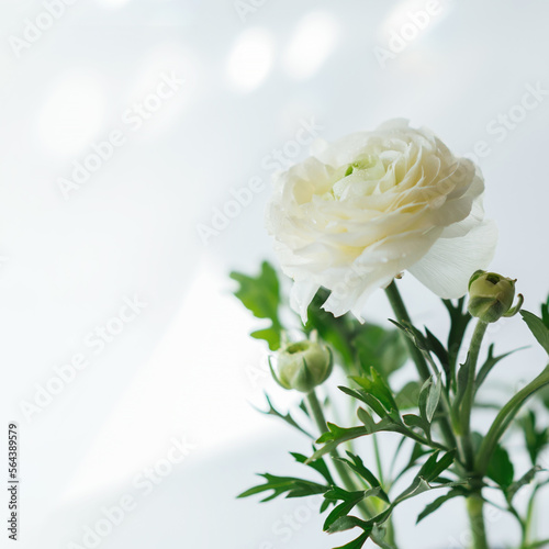 Abstract spring seasonal background with white ranunculus flower  soft focused  natural easter floral greeting card image with copy space