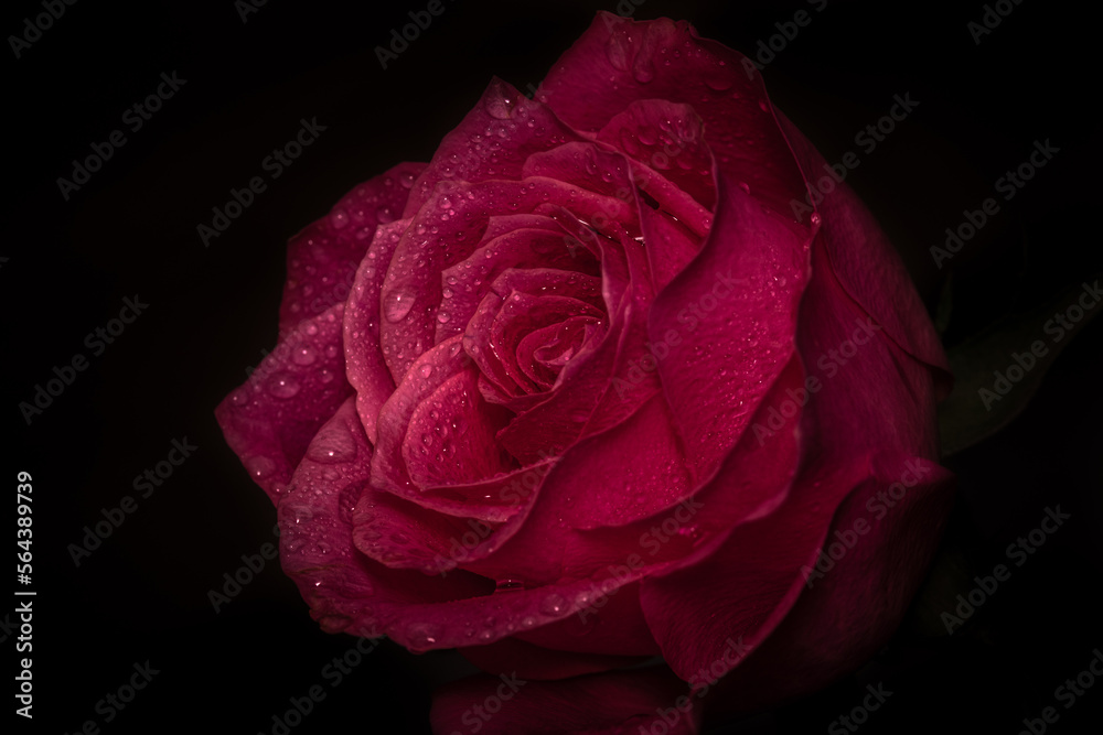 Fototapeta premium Beautiful red rose on the black background. Droplets of water. Closeup.