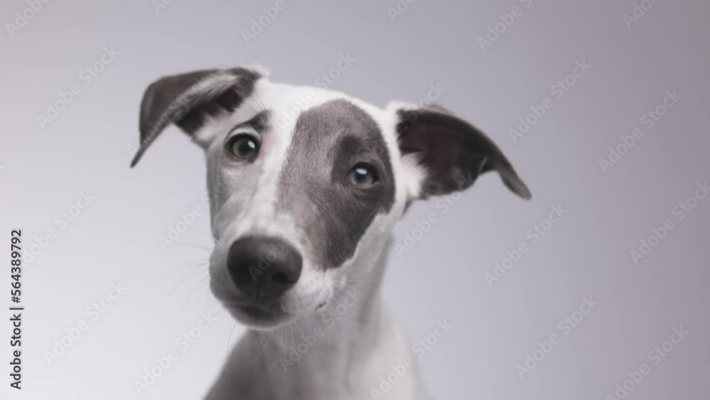 Puppy dog with overlayed data Puppy dog with overlayed data
