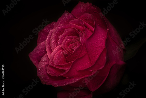 Beautiful red rose on the black background. Droplets of water. Closeup.