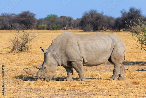 White rhino in natural habitat in Waterberg Plateau National Park in Namibia.