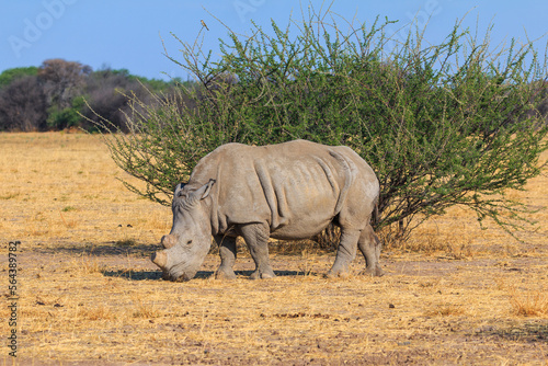 Wallpaper Mural White rhino in natural habitat in Waterberg Plateau National Park in Namibia. Torontodigital.ca