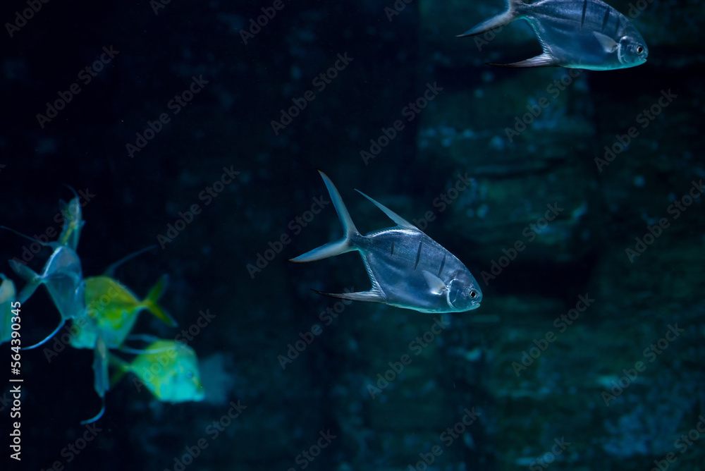 Fototapeta premium Trachinotus goodei fish swimming underwater
