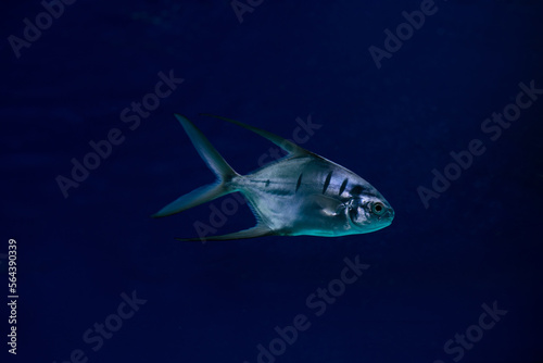 Trachinotus goodei fish swimming underwater © LN