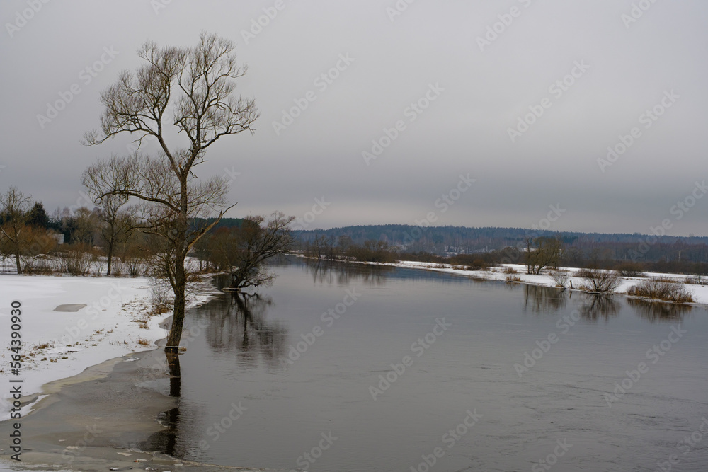 River Aiviekste in Vidzeme, Latvia in winter time. High water level in the river, dark January day. A lonely tree in the water.
