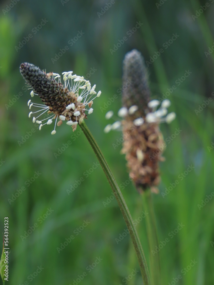 detailed plant