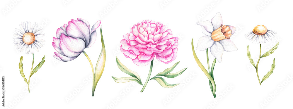 Watercolor set of spring flowers. Narcissus, tulip, peony, daisy