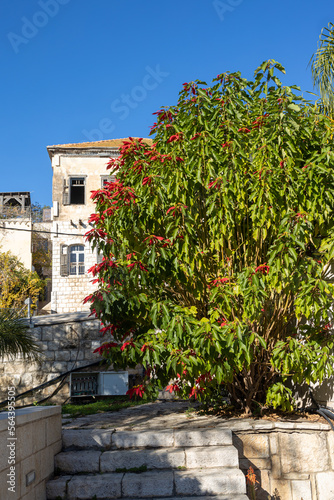 Poinsettia or Christmas star is a large bush growing near an old building in Israel.
