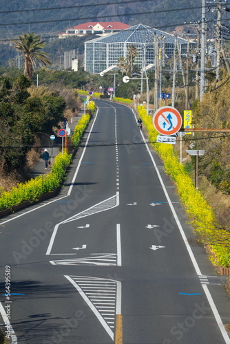 菜の花咲く房総フラワーライン　南房総白浜