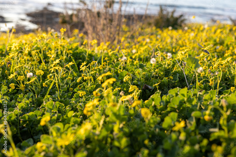 Obraz premium Yellow wildflowers Camphor Weed (Heterotheca subaxillaris) bloom on the shores of a lake in Rishon LeZion. Blurred background. Macro. Israel. Yellow flowers near the Mediterranean coast.