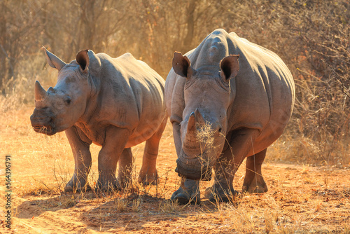 White rhino in natural habitat in Waterberg Plateau National Park in Namibia.