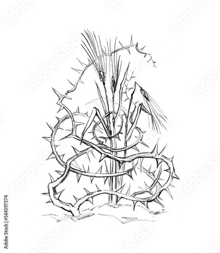 Картината върху платно Pencil drawing. The thorns drowned out the wheat sprouts