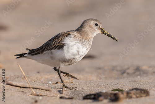 Dunlin (Calidris alpina) walking on the beach and looking for food during autumn migration. Bird in natural habitat