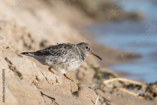 Purple sandpiper (Calidris maritima) walking on the beach and looking for food during autumn migration. Bird in natural habitat