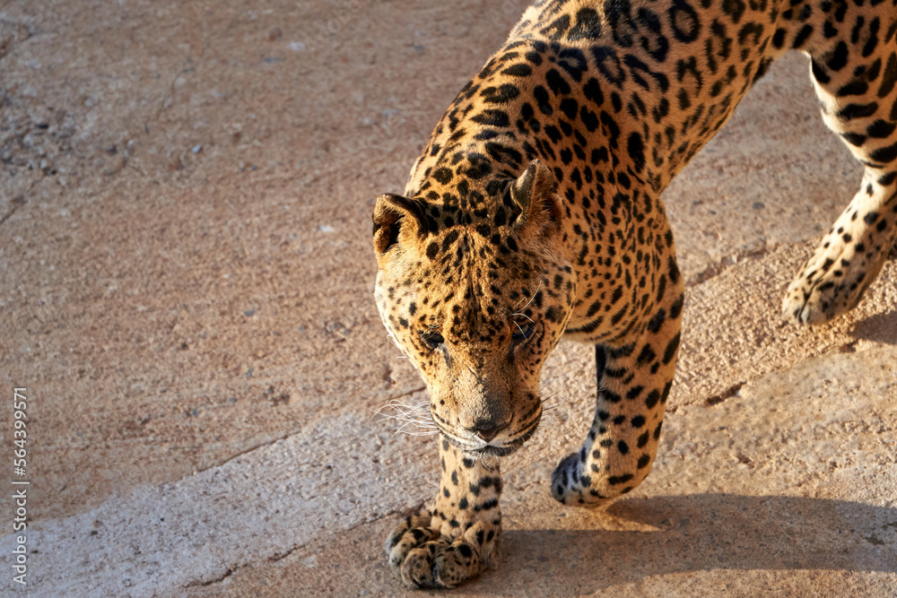 Obraz premium Beautiful half body portrait of a jaguar looking forward with its beautiful whiskers in the natural park of cabarceno, in Cantabria, Spain, Europe