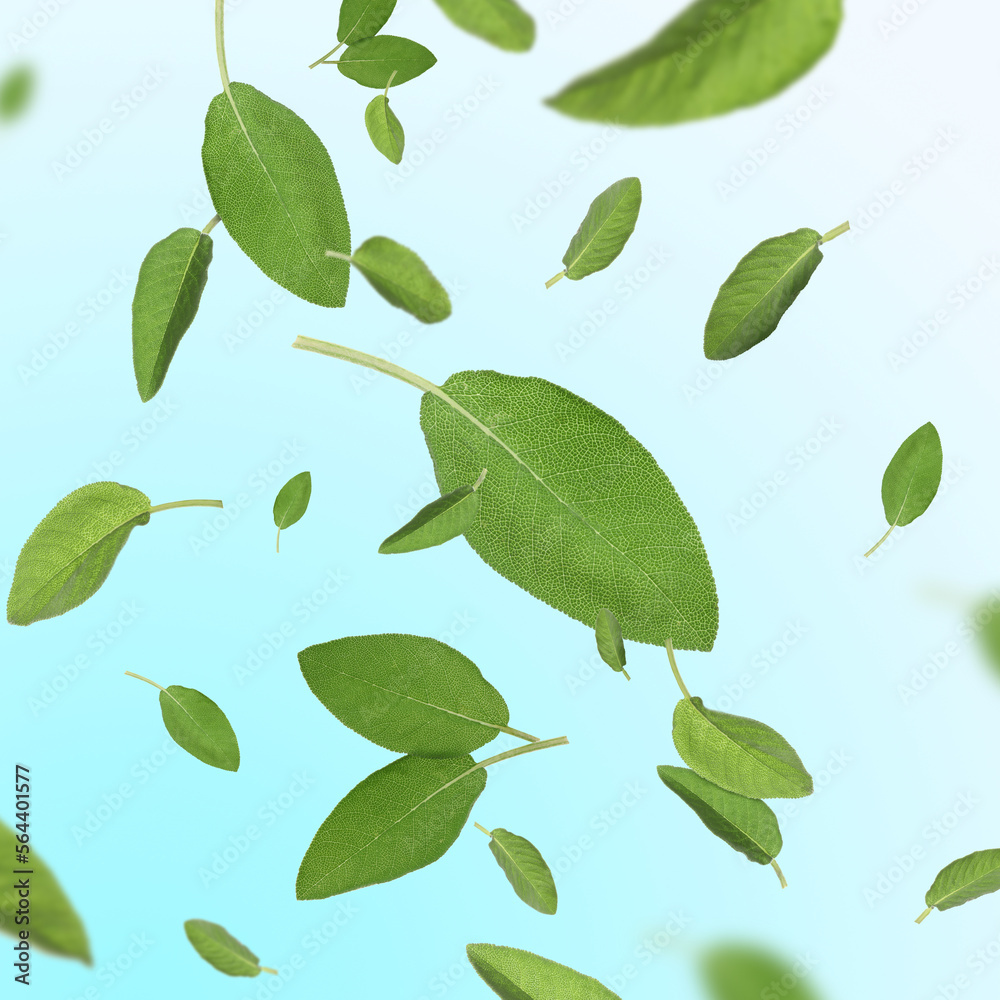 Fresh sage leaves flying on pale light blue background Fresh sage leaves flying on pale light blue background