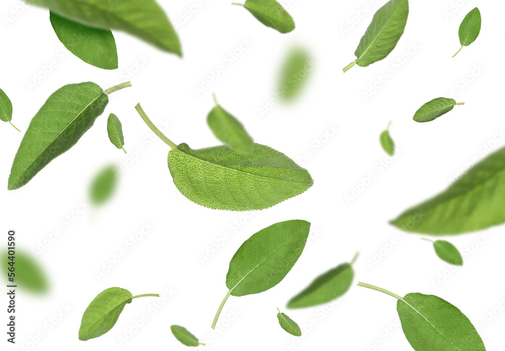 Fresh sage leaves flying on white background Fresh sage leaves flying on white background