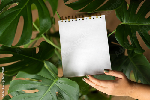 Mockup with a white paper surrounded by monstera leaves. Ecology, beauty concept